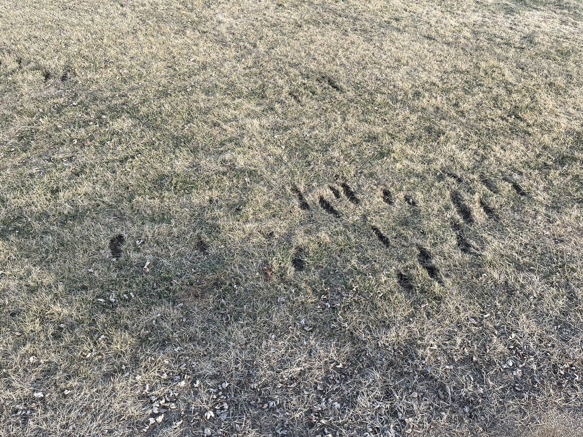 DSHS Baseball tweet media