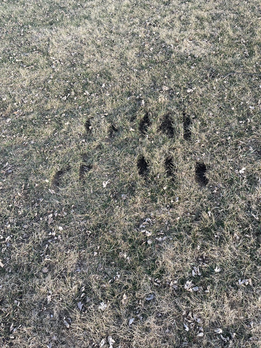 DSHS Baseball tweet media