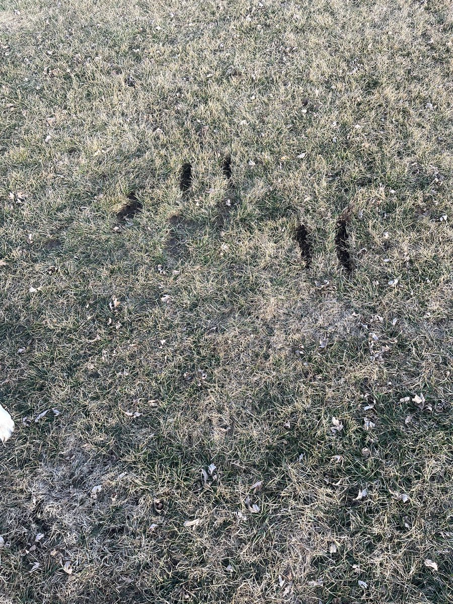 DSHS Baseball tweet media