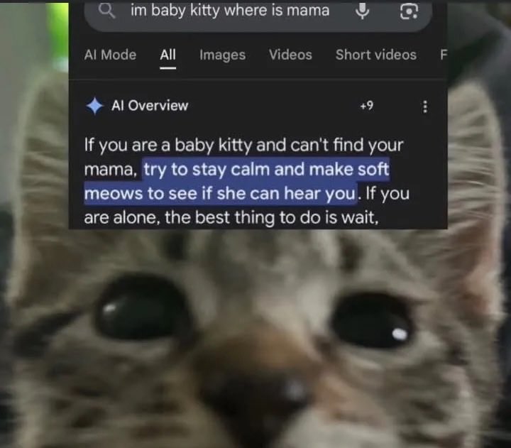 LiterallyMeCats (@literallymecats) on Twitter photo 