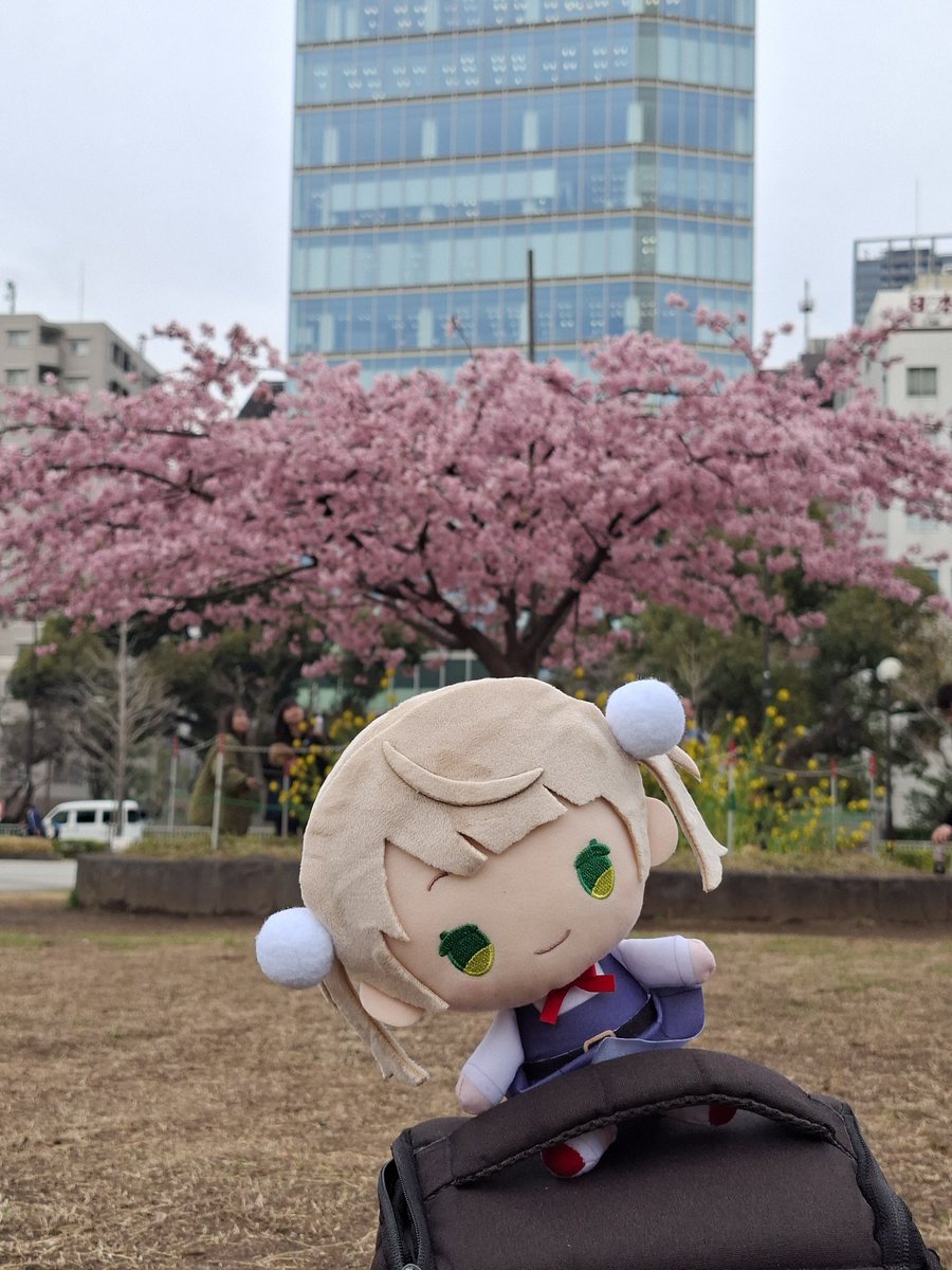 Saw sakura blossoms for the first time in Shiba Park~