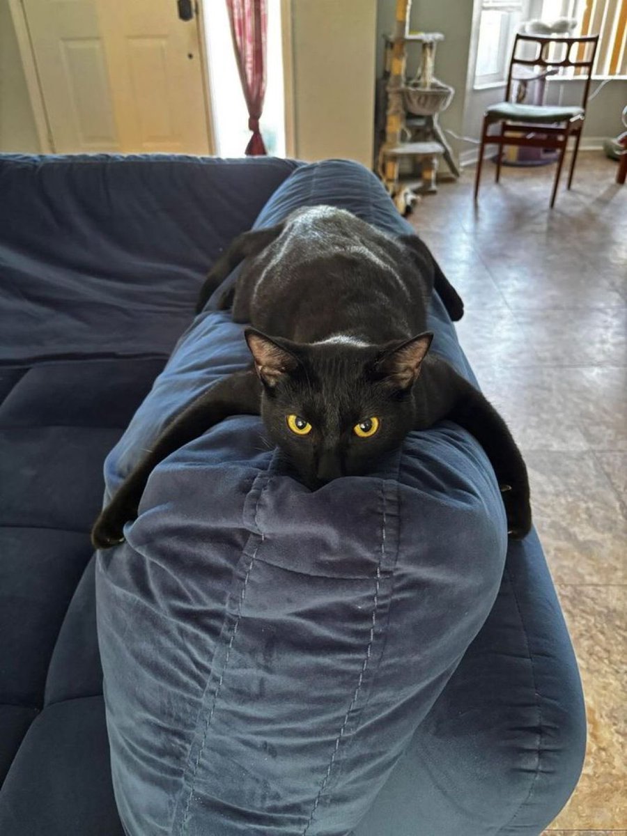 blackscats's tweet photo. https://t.co/At2UYnLfnO