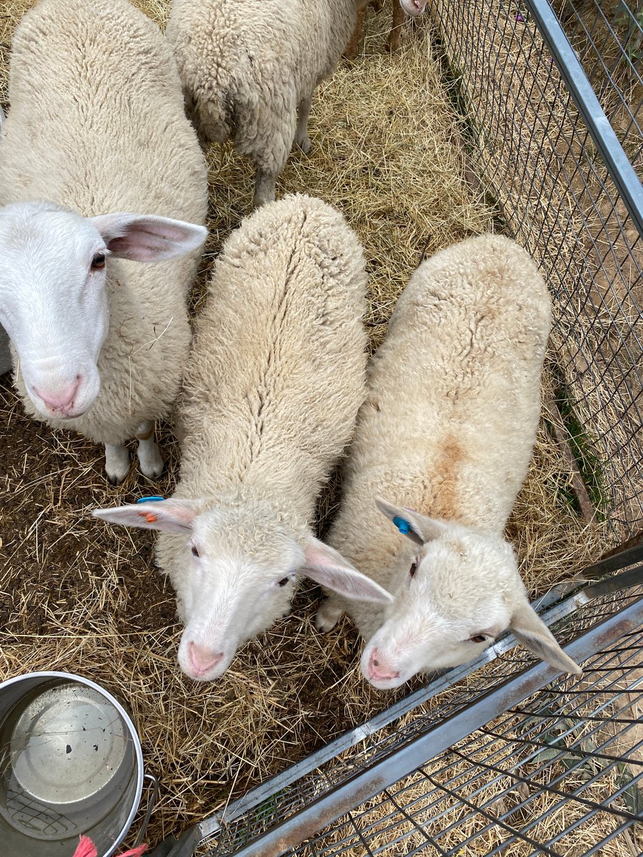 Lambs in the nightly lockup paddock, photo from early January. These sweet things have grown a lot since then, but are still just as lovely and woolly. I’m looking forward to milking some of these ewes and making things from their wool later this year.

#milkingsheep #dairysheep