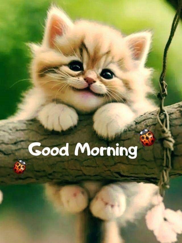 Ibrahimrealx's tweet photo. Assalamualaikum, Good Morning!
May Allah fill your day with barakah, peace, and success. 🌸🤍🫡 https://t.co/N3goHljkXF