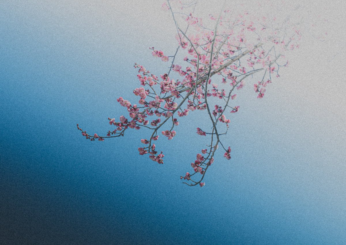 『梅』

梅が満開になり場所によってはこぼれる姿が美しく感じる季節になってきました