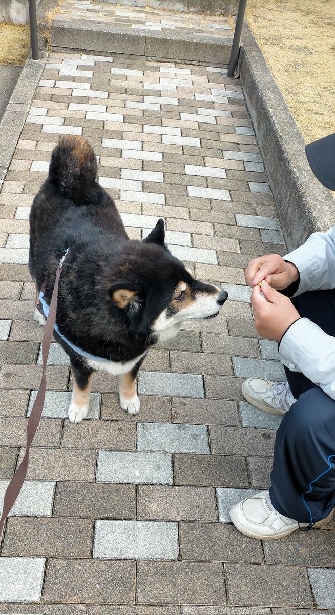 まめたろう (@mamemamemakmaki) / Posts / X