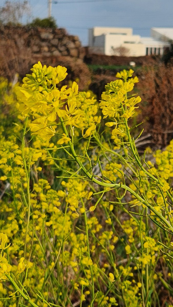 주변인,덤 tweet media