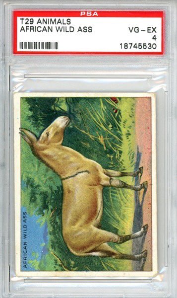 kingnascar's tweet photo. This is one of my smarter @Pokemon cards…
Africanwildass
Happy Pokéman Day!
#slabfire #pokeman #sophomoricslabs @PSAcard https://t.co/VmPphTA2ZV
