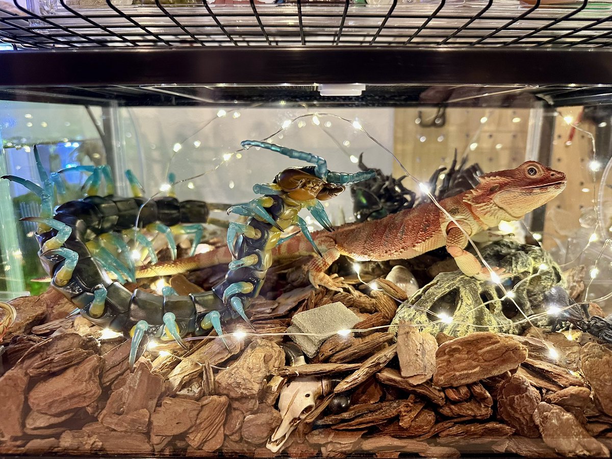 karisan47's tweet photo. いきもの大図鑑 プレミアム リュウジンオオムカデ着弾！
飼育ケージっぽく飾ります https://t.co/y619DqLU0I