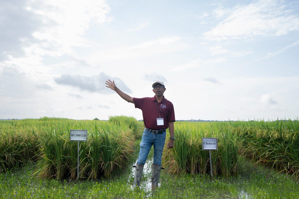 Texas A&M AgriLife Research tweet media