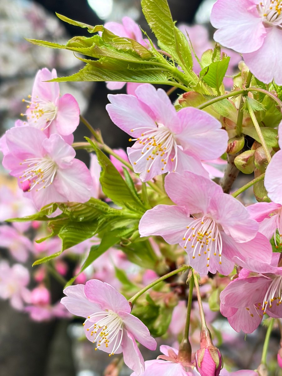 まゆみん𓂃𓂂ꕤ*.ﾟ (@marumaru11751) / Posts / X