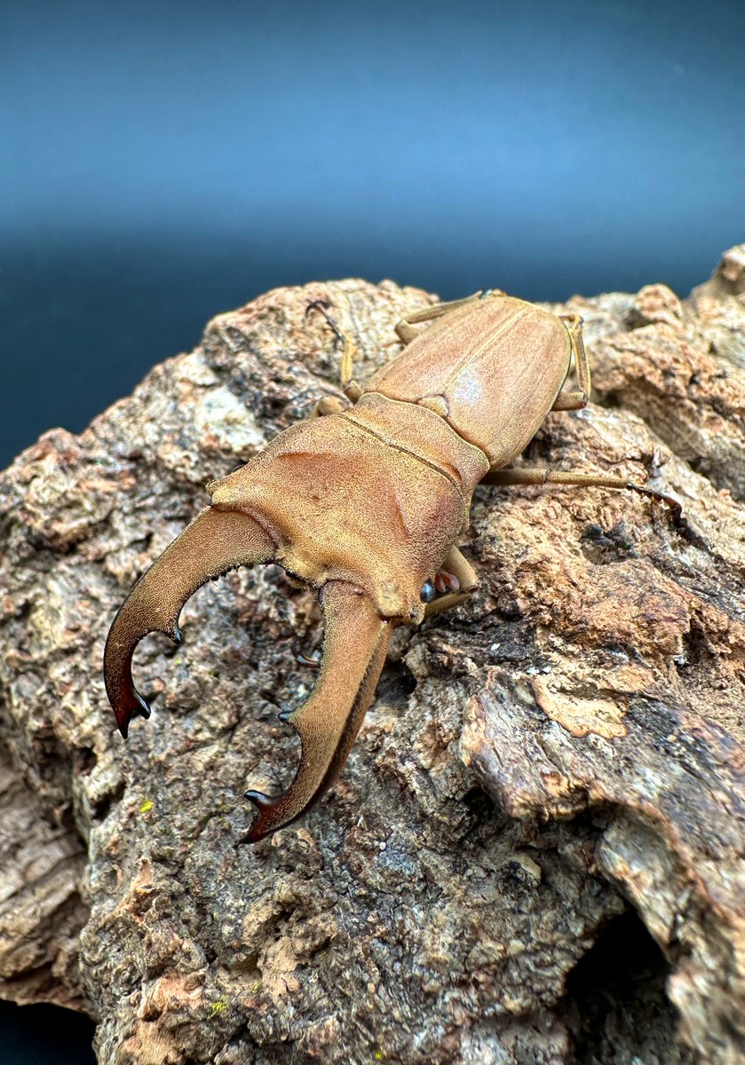 かぶぶくわわ (@mushi_lowkun) / Posts / X