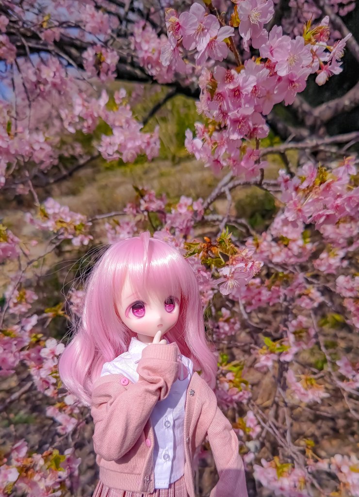 メルトちゃんと河津桜観賞🌸