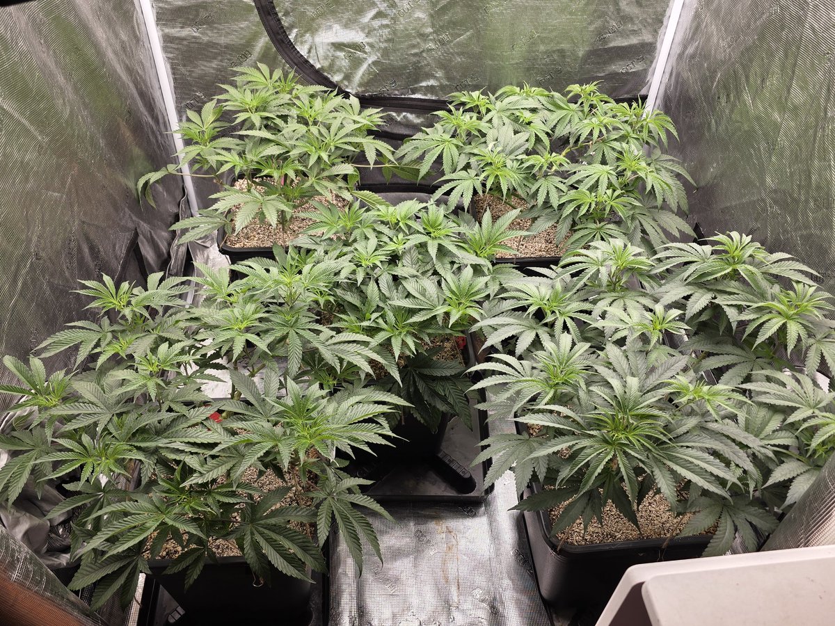 Loupey Gardener tweet media