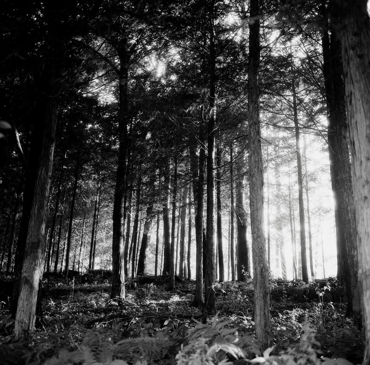 ナカノ (@black_cat_fly) on Twitter photo 