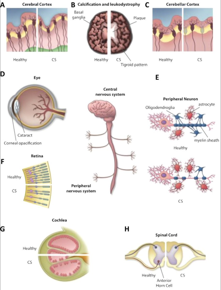 StudyXing Medicine tweet media