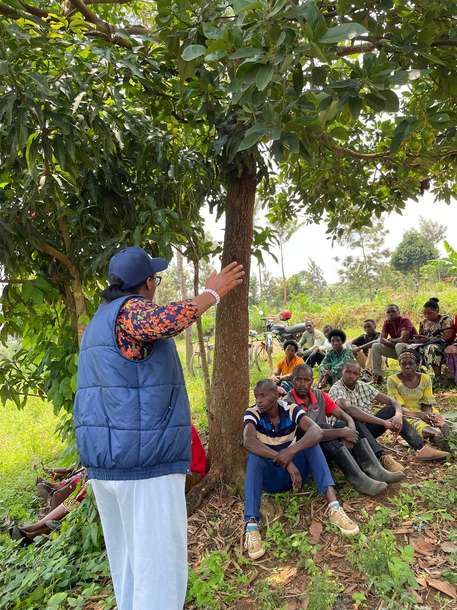 diharagirimana's tweet photo. TAKING RA–PURE TO THE GRASSROOTS
In Mareba Sector of Bugesera District, something bigger than a training session began this week. It marked the start of a strategic community outreach campaign led by @RccdnRwanda to accelerate the adoption of Regenerative Agriculture and the Productive Use of Renewable Energy (RA–PURE) under the Power for Food Partnership (P4FP).
But this is not just about meetings or awareness. It is about transformation.
Working alongside @PeacePdn, RCCDN is bringing practical, field-based solutions directly to farmers, solutions that restore soil, reduce costs, and strengthen resilience in the face of climate change.
At the heart of the campaign is a simple but powerful connection: healthy soils + clean energy = stable harvests and stronger livelihoods.
Farmers are being guided to rethink land preparation, focusing on rebuilding soil organic matter, encouraging biodiversity, and protecting long-term fertility. They are strengthening moisture management through mulching techniques that conserve water and naturally suppress weeds.
At the same time, renewable energy solutions such as solar-powered irrigation systems are being promoted to reduce reliance on fuel and costly synthetic inputs. This integration of regenerative practices and clean technology is helping farmers lower production expenses while improving yield stability.
But perhaps the most strategic part of this outreach is the creation of Community Champions. Farmers trained through the program are empowered to pass knowledge to their neighbors, ensuring that RA–PURE practices spread beyond individual participants. It is a ripple effect, one village influencing another.
The Power for Food Partnership (P4FP) is a multi-stakeholder initiative led by @SNVRwanda and implemented by @RccdnRwanda | @kilimoEAC | @PeacePdn | @epd_rwanda | @highlandcenter.
What started in Mareba is not just an outreach campaign, It is the strengthening of a movement, where farmers regenerate their land, power their farms with clean energy, and secure long-term prosperity.
This community outreach campaign started in @BugeseraDistr but will continue to another district where this project is operating, including @NyagatareDistr, @RwamaganaDistr, @GatsiboDistrict, @KayonzaDistrict, and @RubavuDistrict, Stay tuned
#P4FP #RA_PURE