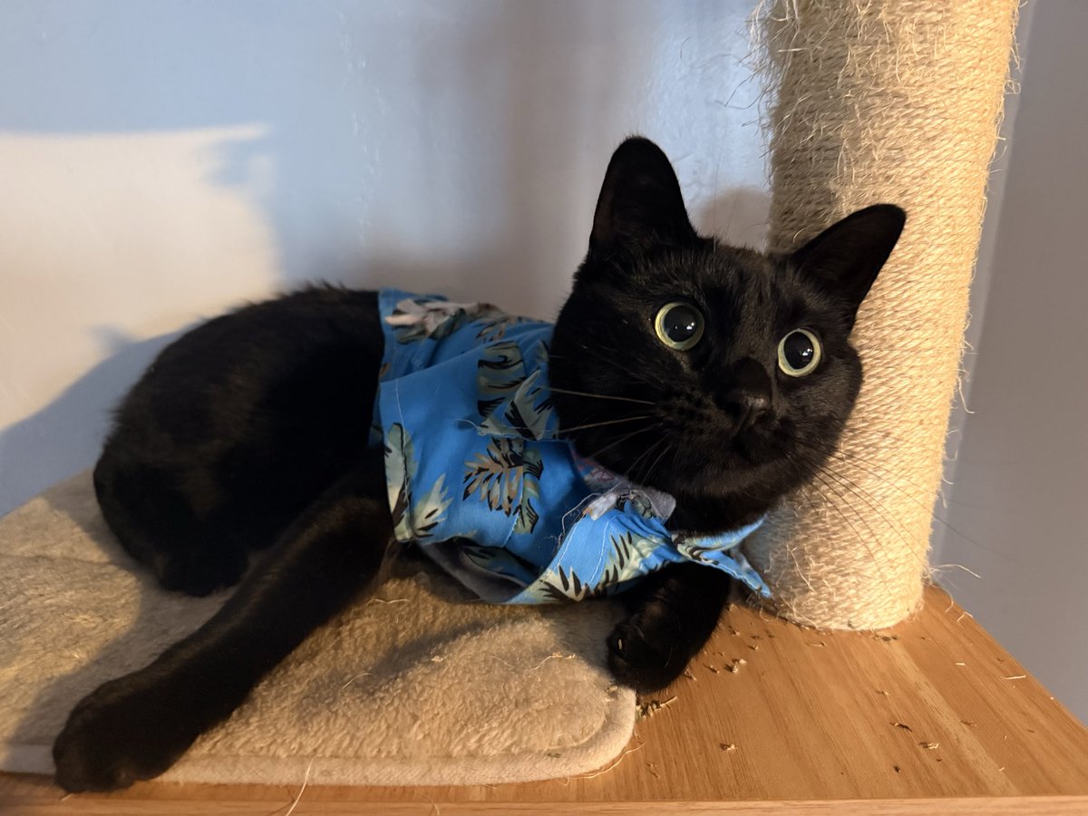 _Cartrr's tweet photo. One of my familiars asked me for clothing. Odd request for a daemon but I do believe she likes it. https://t.co/dwzrI8MB4f