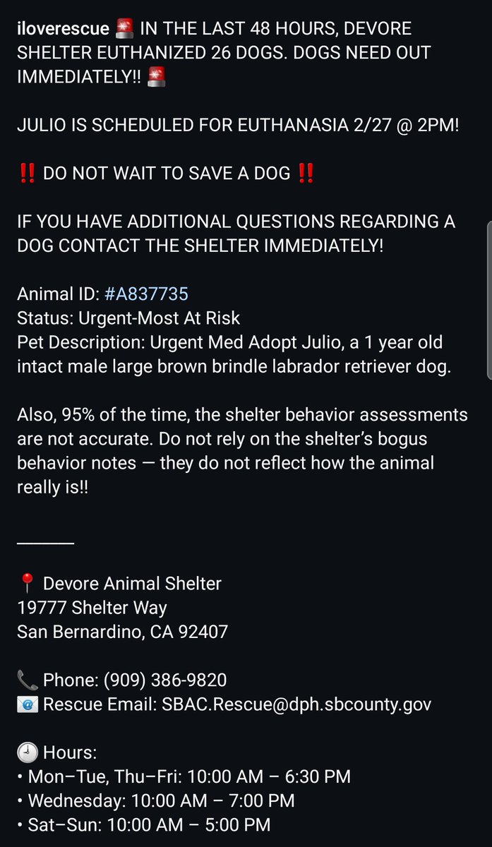 8415_n's tweet photo. 3) JULIO #A837735
1yo. #labrador mix #labrescue #labradorrescue
Please #PLEDGE directly on Instagram as I'm not transferring pledges.
#FOSTER or #ADOPT please IMMEDIATELY EMAIL #Devore "shelter". Need #Rescue help? Ask HERE
👇
https://t.co/ijjB0W7Bjp https://t.co/2bsJ1cbVbG