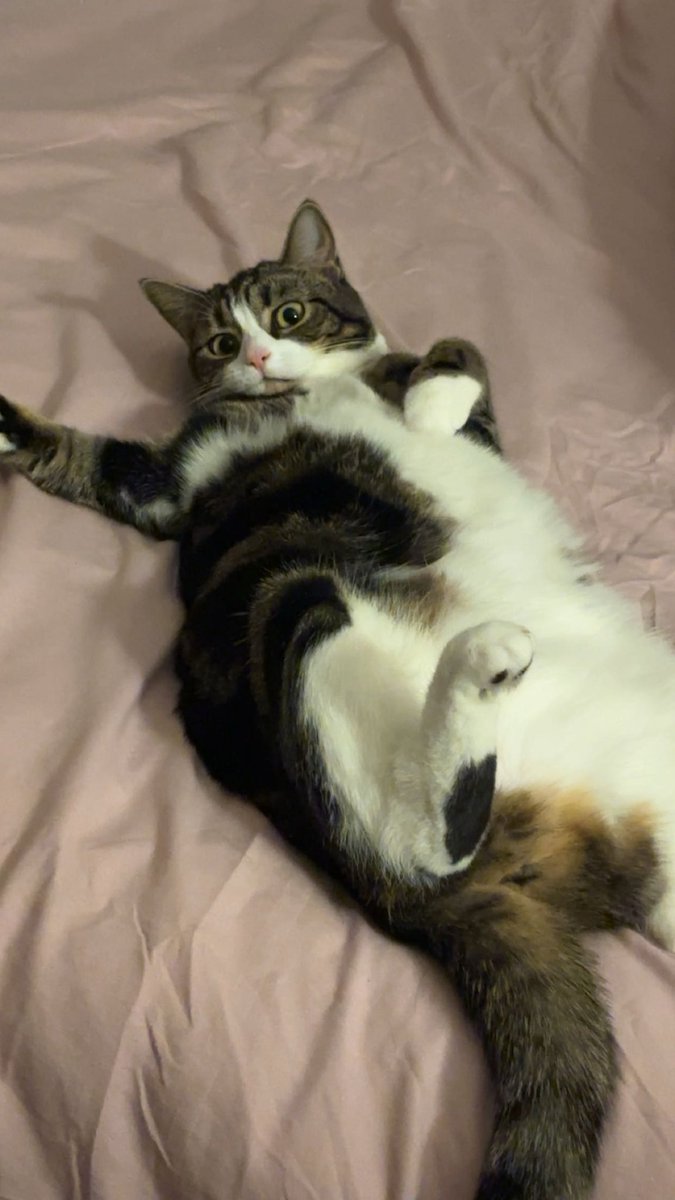 🐈‍⬛ tweet media