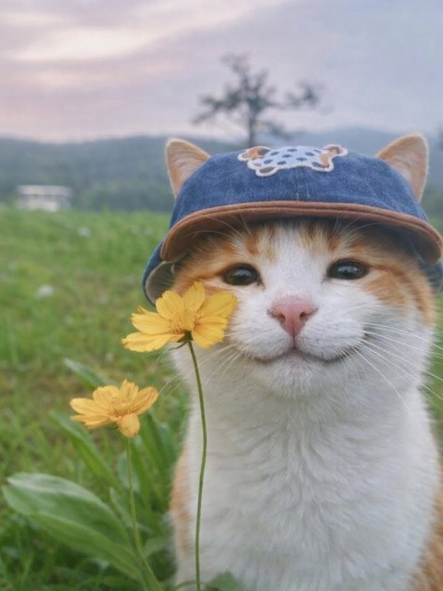 cutecats_____'s tweet photo. https://t.co/SRd9nzmMtu
