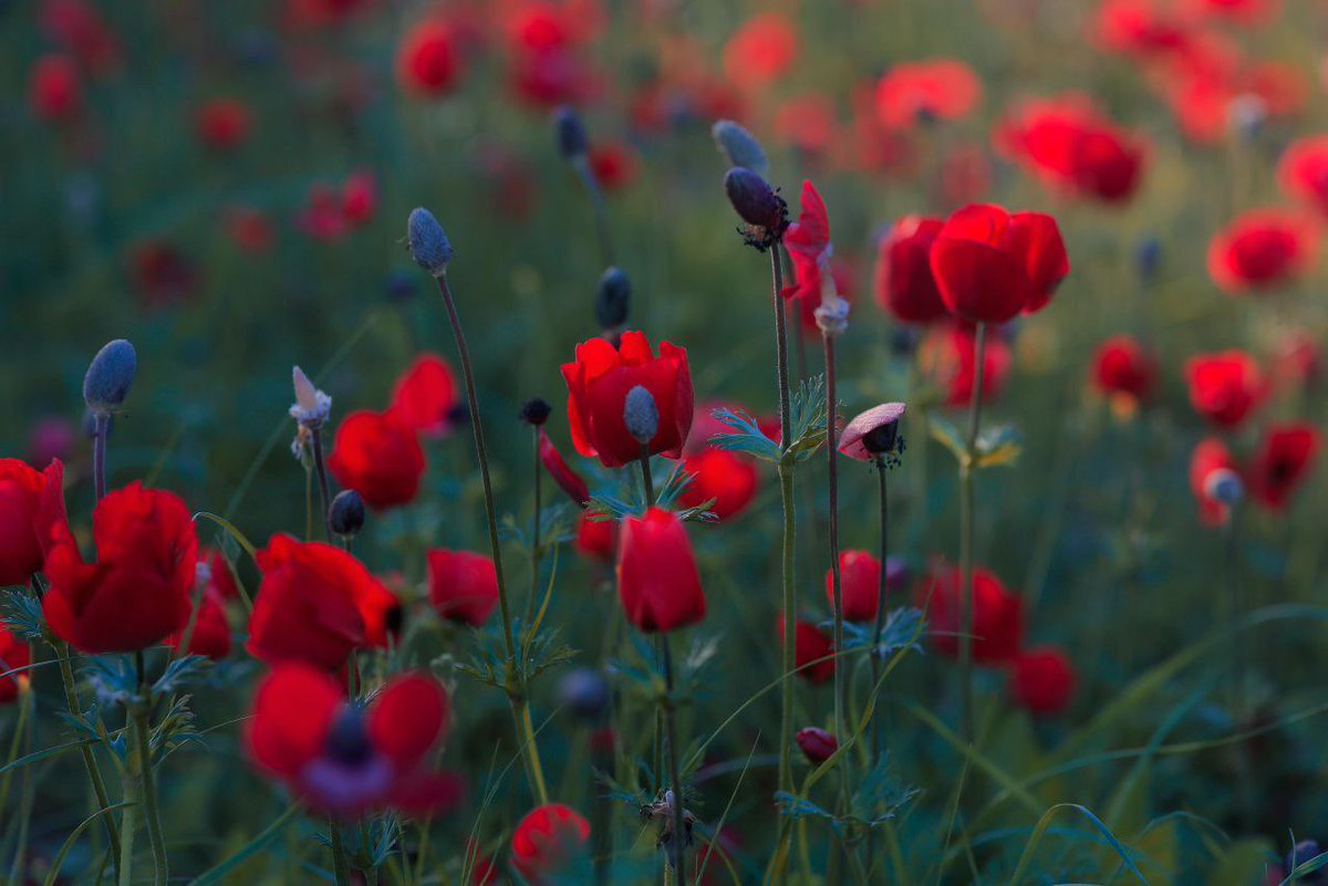 Raylan Givens tweet media