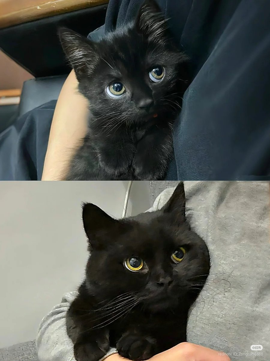 cutecats_____'s tweet photo. He grew https://t.co/KxZTPhOTNi