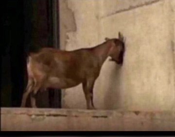 English: i don't  want to see you 
Ibadan : inferior