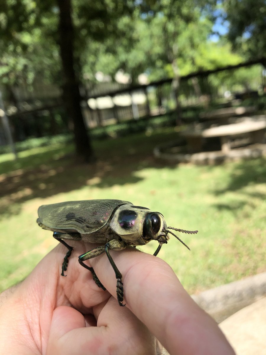 Pedro Henrique Tunes tweet media