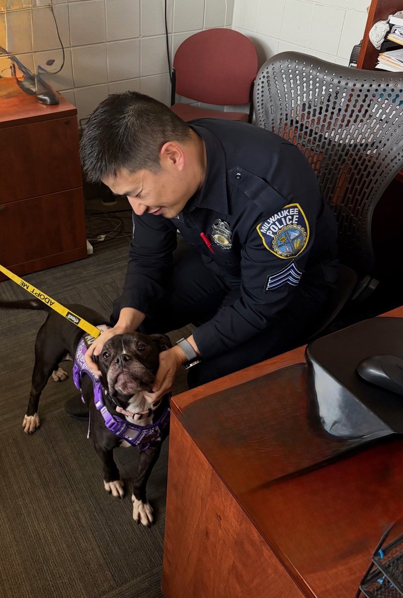 MilwaukeePolice's tweet photo. #MKEPD #MPDDistrict6 Lets find Dee Dee her #FureverHome! 🚔🙂🐾 District 6 is working with Milwaukee Area Domestic Animal Control Commission (MADACC) to feature dogs who need a loving home to adopt them. This week we are featuring DeeDee. https://t.co/U0j6eC4Ir1