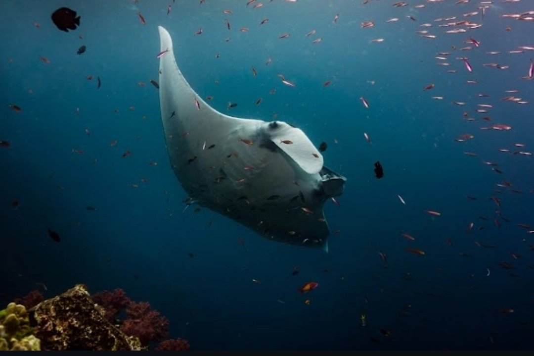 Here is a little blog about my underwater photography and conservation. Enjoy! 
dani-sasse.de/underwater-pho…