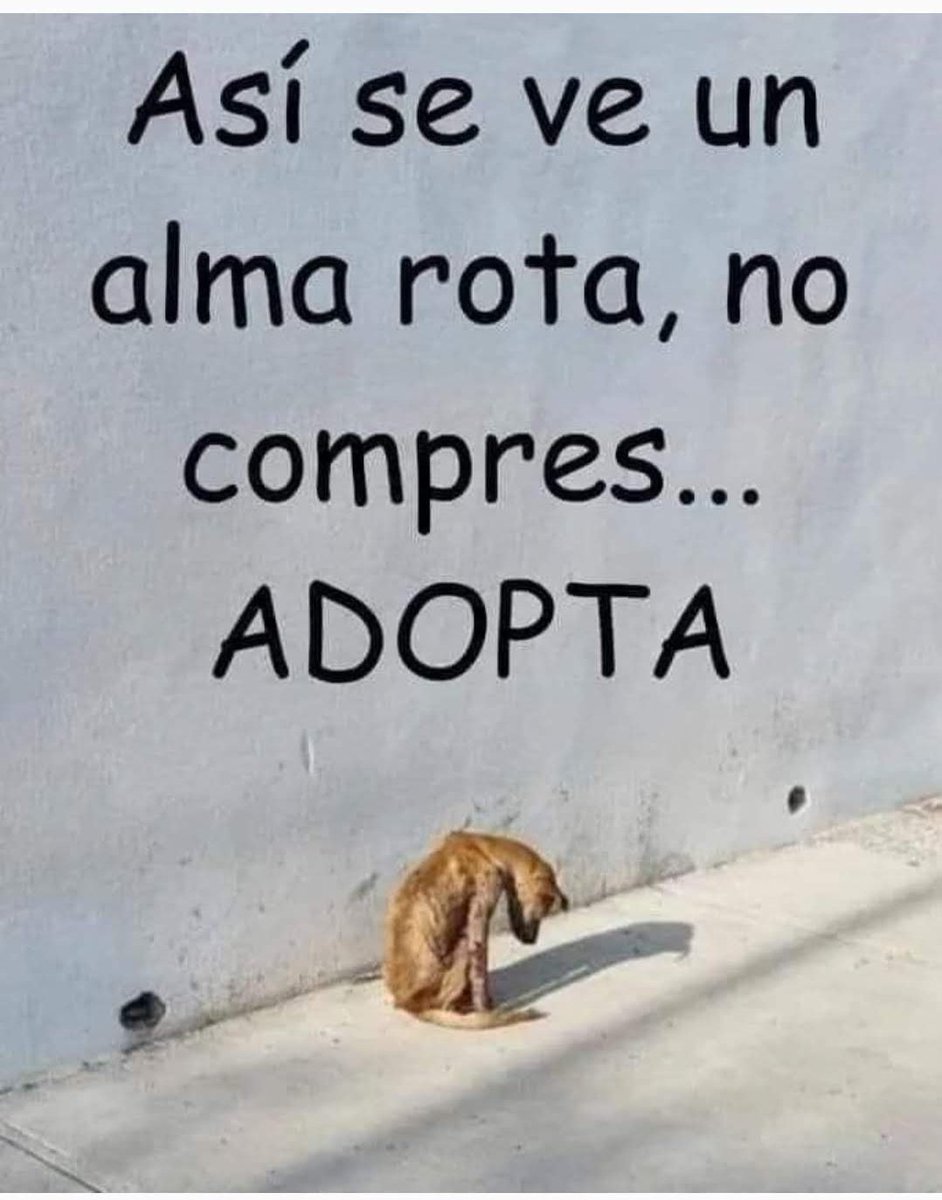 ManuSaenzVolvio's tweet photo. 💔😭
Adopta no compres!
Rescata, esteriliza y jamás abandones! https://t.co/G8nUacpfKy