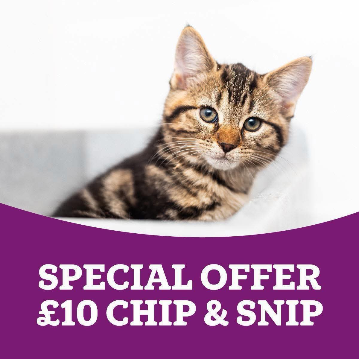 MidWarwickCats tweet media