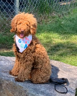BIAR IS MISSING IN THE BRONX: last seen at Davidson Ave and Jerome Ave, he's 20 pounds and chipped: 985113009122229. If you've seen or found him please call 888-466-3242 and PLEASE RT BIAR!