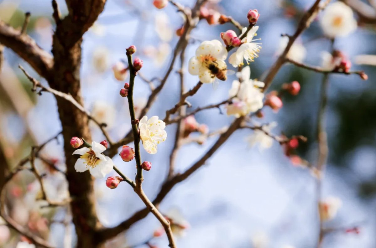 TravelYant95583's tweet image. March is blooming in Yantai 🌸
Plum blossoms are opening across Yantai Hill, Nanshan Park, Tashan, and the Botanical Garden.
Pink and white petals, soft fragrance, spring breeze.
Walk beneath the blossoms — spring has arrived.
#Yantai #SpringInYantai #PlumBlossom #TravelChina