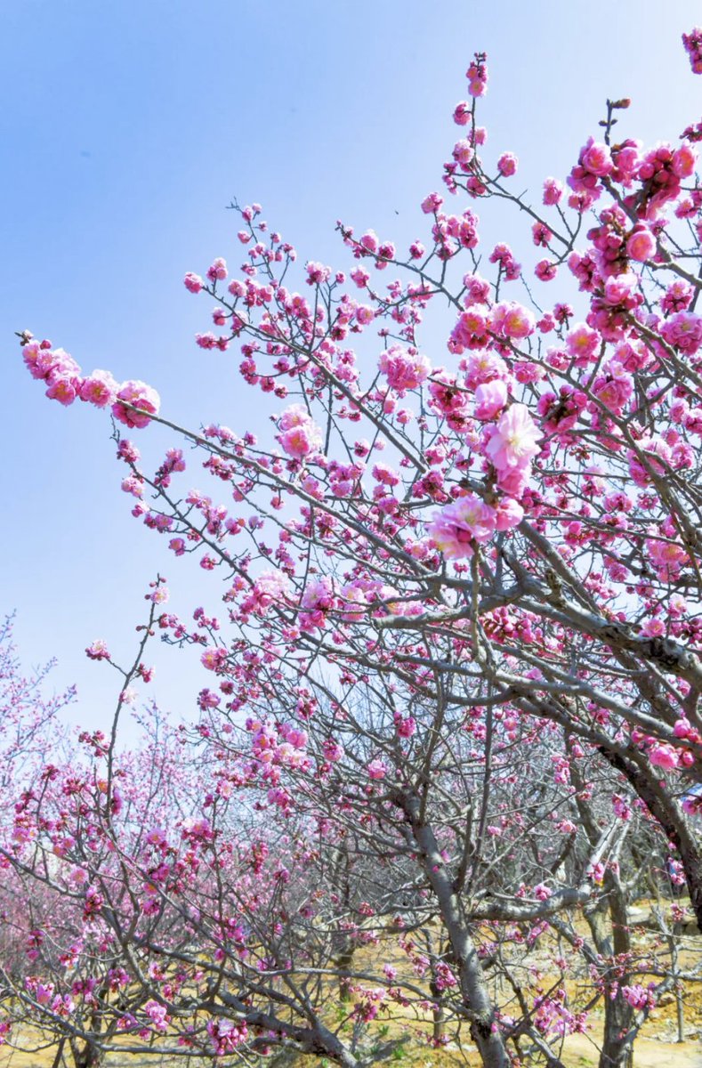 TravelYant95583's tweet image. March is blooming in Yantai 🌸
Plum blossoms are opening across Yantai Hill, Nanshan Park, Tashan, and the Botanical Garden.
Pink and white petals, soft fragrance, spring breeze.
Walk beneath the blossoms — spring has arrived.
#Yantai #SpringInYantai #PlumBlossom #TravelChina
