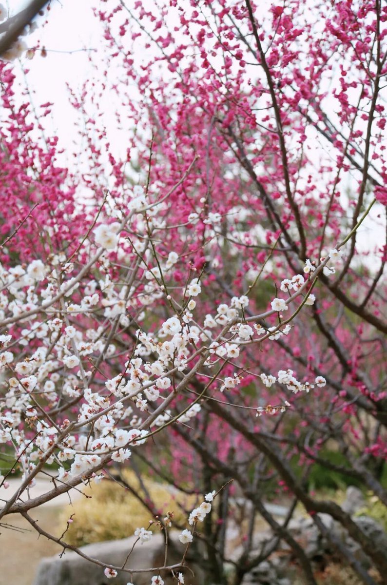 TravelYant95583's tweet image. March is blooming in Yantai 🌸
Plum blossoms are opening across Yantai Hill, Nanshan Park, Tashan, and the Botanical Garden.
Pink and white petals, soft fragrance, spring breeze.
Walk beneath the blossoms — spring has arrived.
#Yantai #SpringInYantai #PlumBlossom #TravelChina