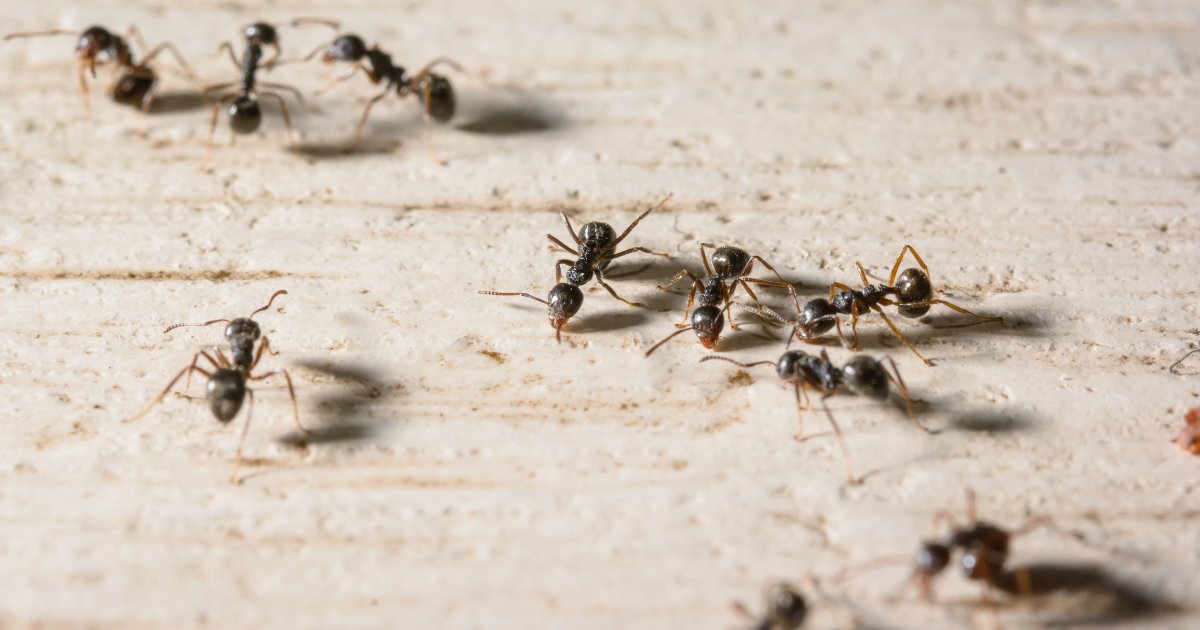 Ants can be one of the more difficult pests to control, which is why an integrated approach that includes inspection, identification, and a variety of ant control products is needed. Check out our Ant Management Guide to learn more and prepare for spring: tinyurl.com/2p9et3pz