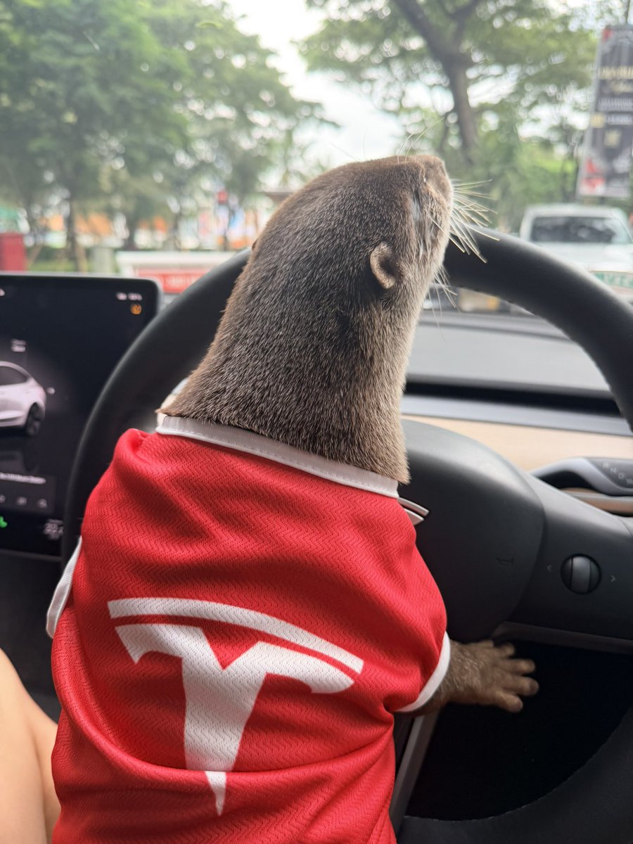 Mooncat9510's tweet photo. @aelluswamy Real-otter intelligence 🦦 https://t.co/7tJNOV8oxP