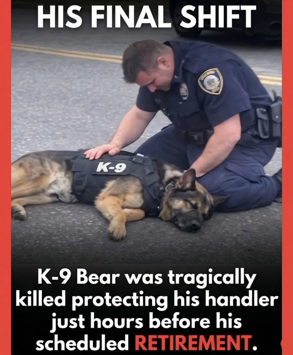 A local police department is mourning an unimaginable tragedy after a seasoned K-9 was killed in the line of duty just hours before his official retirement.
K-9 Bear, a devoted German Shepherd with silver around his muzzle, had given seven years of service to the force. His