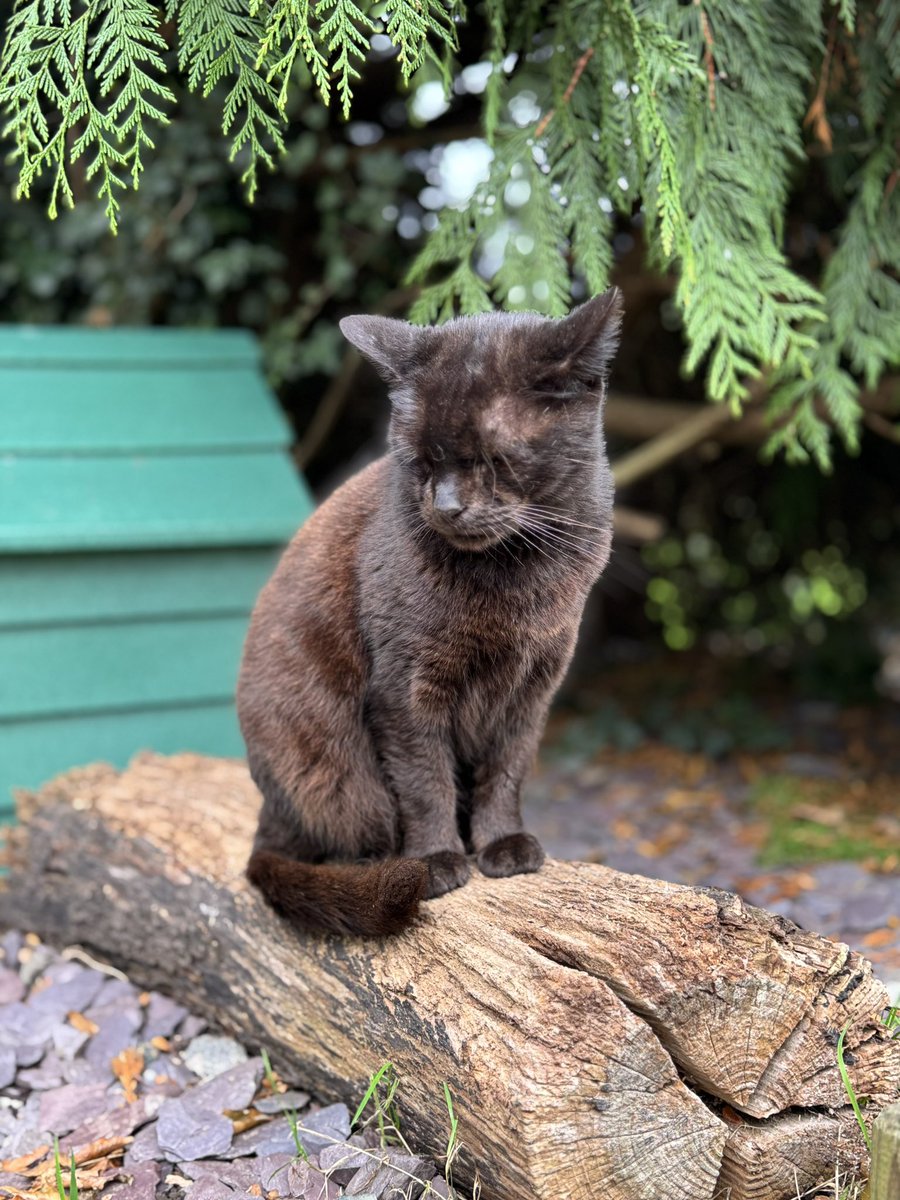 Catastrophes Cats Rescue tweet media