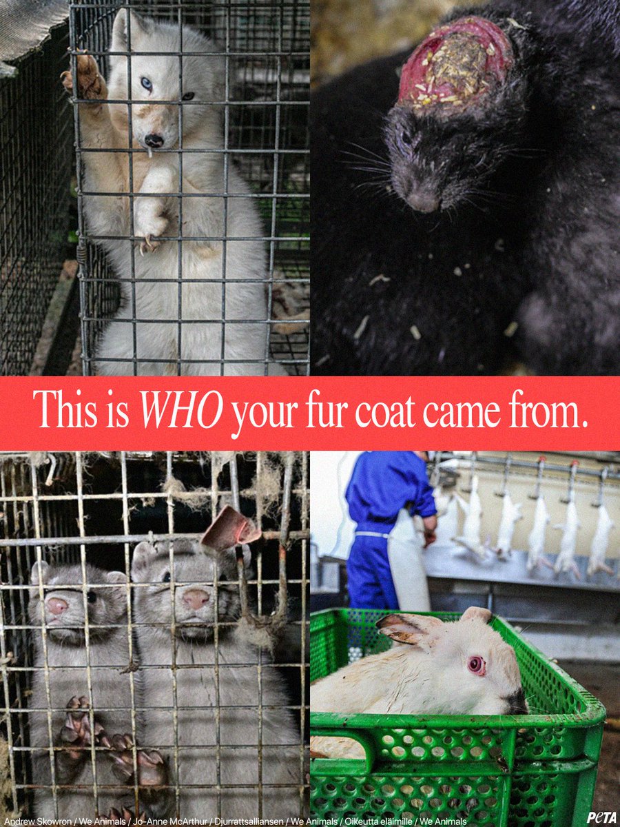 peta's tweet photo. It doesn't matter if it's vintage or right off the rack; ALL fur is a symbol of violence. Don't make an animal go through this 💔

Discover more about what animals have to endure for your selfish fur coats 👉 https://t.co/c4icCr1W5j https://t.co/uXi2KywAVk