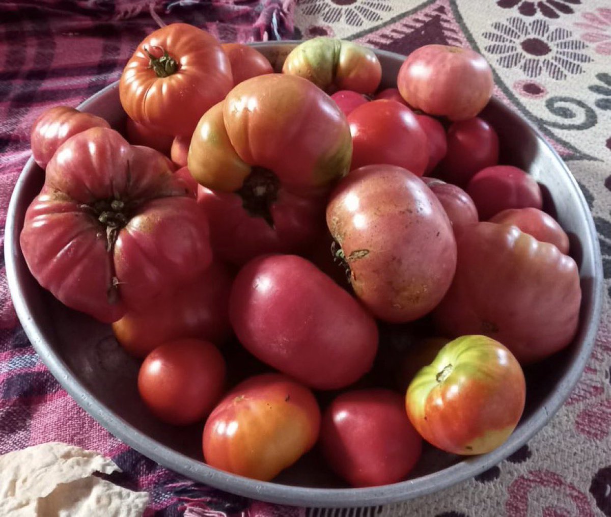 Biliyor musunuz? Daha çok Ata tohumları üreteceğim daha çok dağıtacağım. Daha çok zehirsiz tarım olur diye haykıracağım. Neden mi?  Kimseyi ilgilendirmez