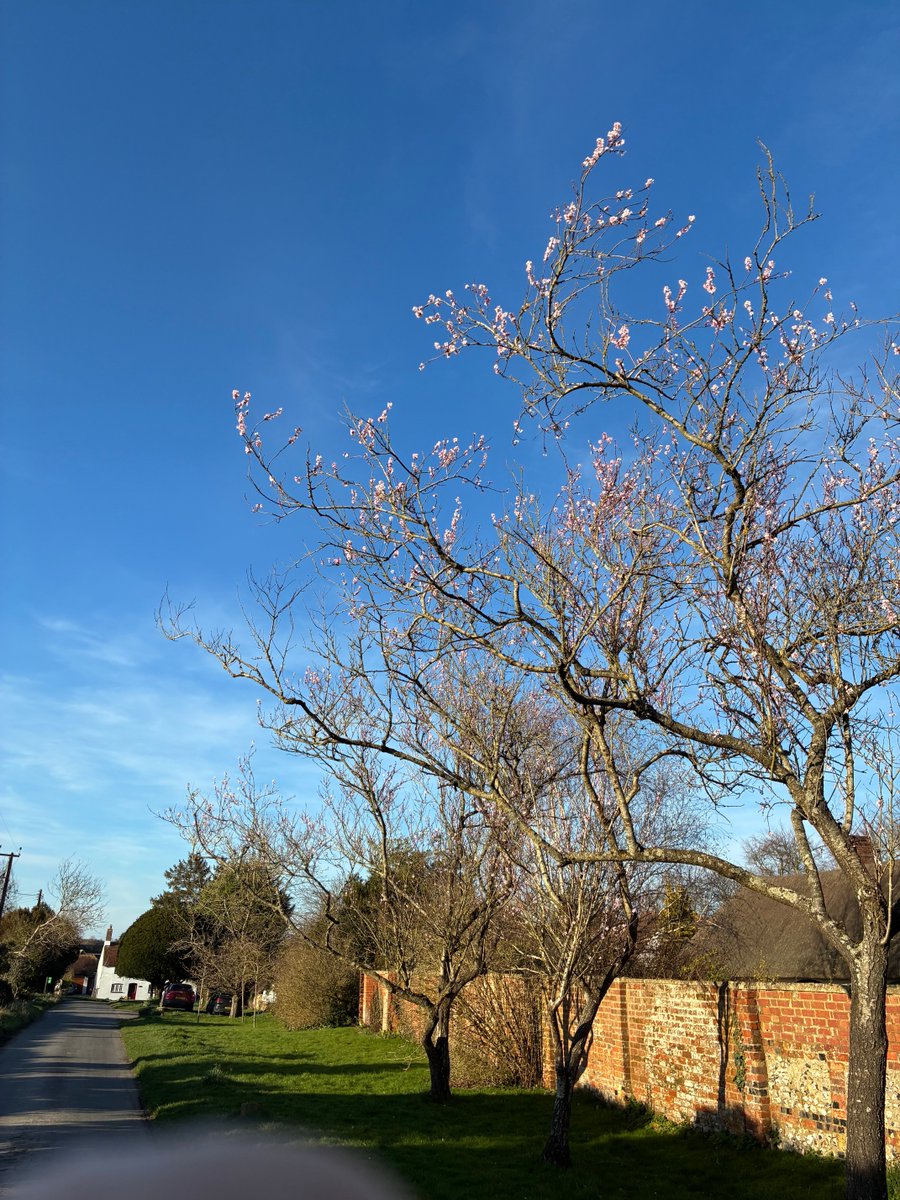 Almond blossom swaying gently in the spring sunshine…💚