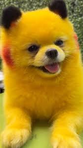 smashersol's tweet photo. looks cute 

aped 

$zaza

2SApQmxdWHPzTUKSoqS93KjJ237HwBPiEWF3ZDTWpump https://t.co/3nGgEqWlfk