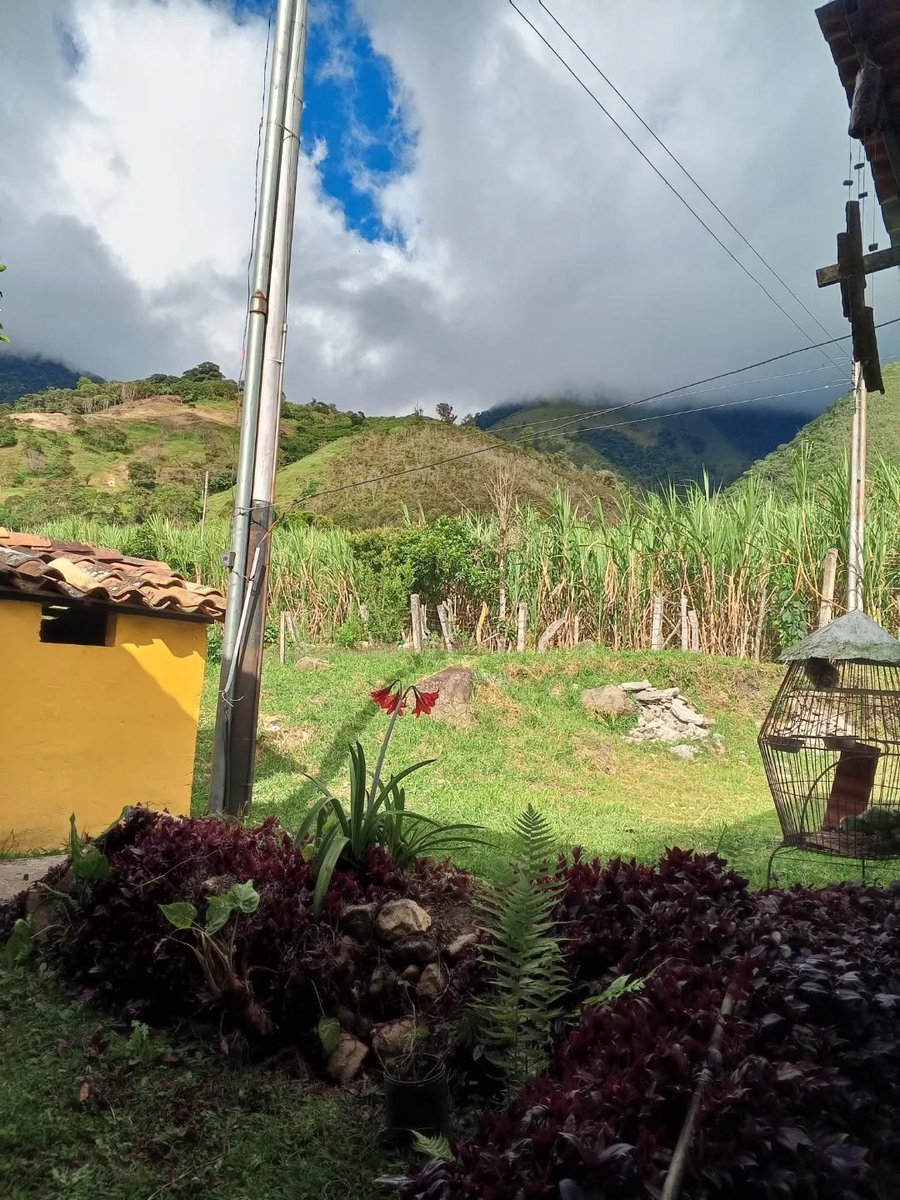 Venezuelensis Andium Venustas Aesthetics tweet media