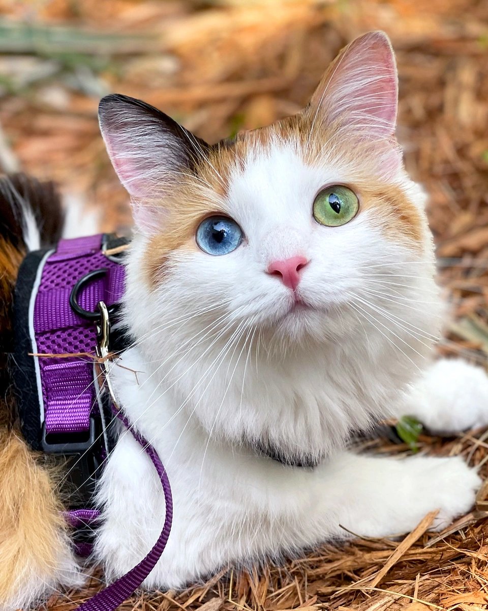 Modern Cat Magazine tweet media