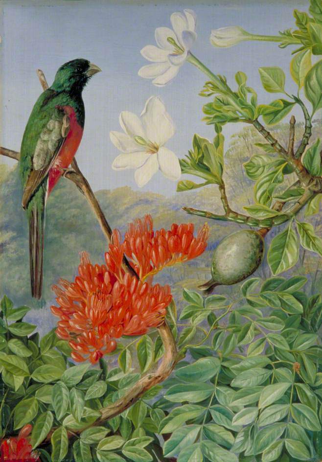 ArtistMNorth's tweet photo. Two Flowering Shrubs of Natal and a Trogon https://t.co/7gImM6FyDW https://t.co/FE3BTUwieH
