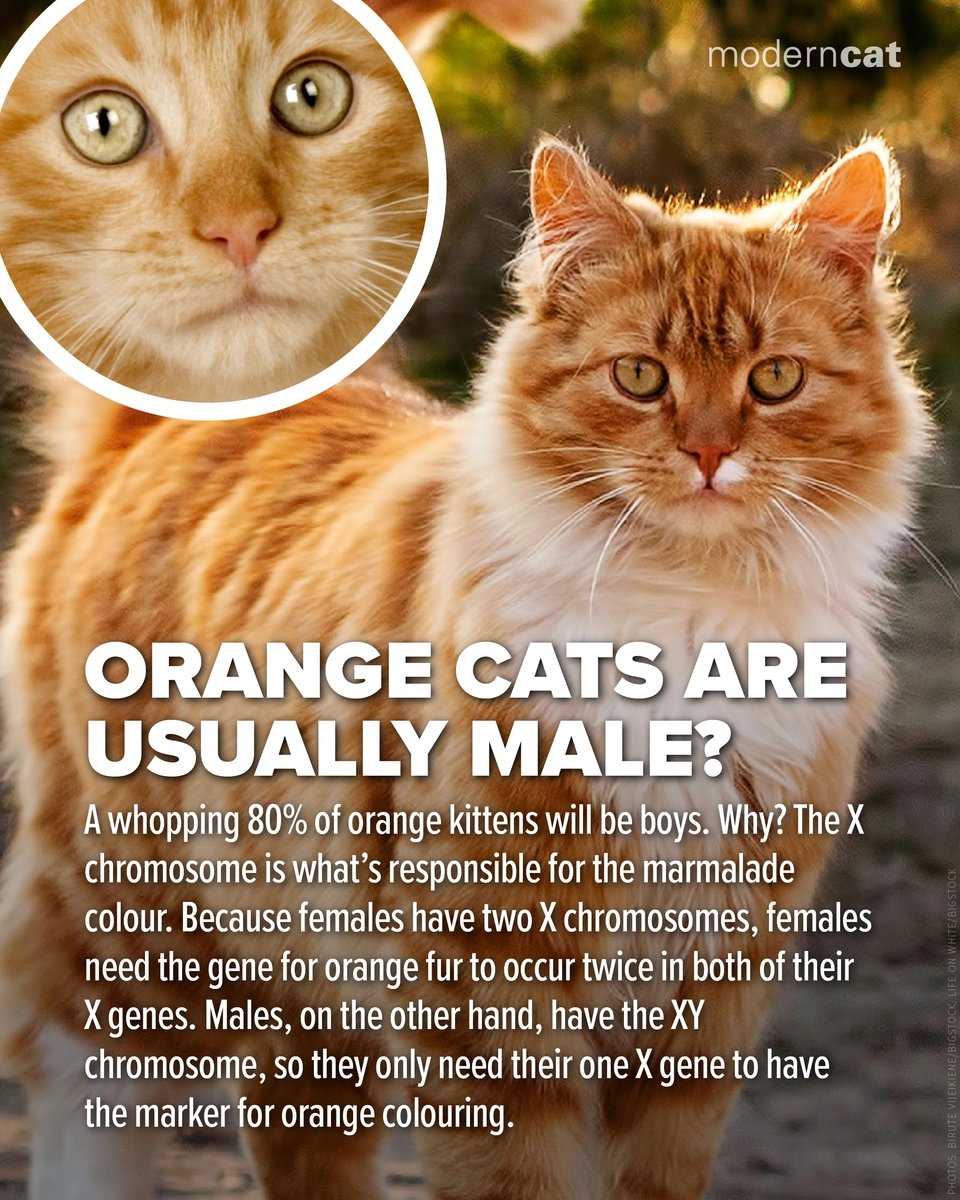 Modern Cat Magazine tweet media