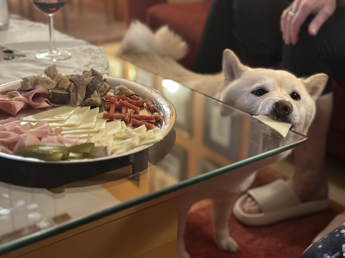 mi_macek's tweet photo. Cheese tax collector 🧀🐕 #YukiCreamShiba https://t.co/IyKrdFtE9r